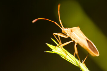 Close up of a Rice Stink Bug (Oebalus pugnax)