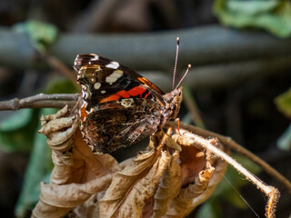 Admiral butterfly from the family nymphalidae
