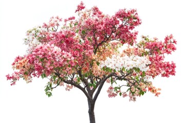 Obraz premium A tree in full bloom, isolated on white, showcasing a variety of colorful and delicate flowers
