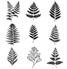 Fototapeta premium set of fern leaves silhouettes on white 