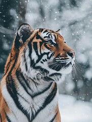 Obraz premium tiger isolated on winter background