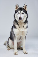 Majestic Siberian Husky with striking blue eyes sitting against a white background.