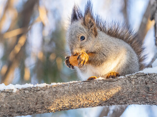Fototapeta premium The squirrel with nut sits on tree in the winter or late autumn