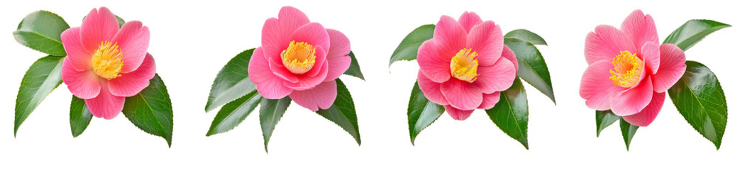 Pink camellia japonica semi-double form flower and leaves isolated transparent png. Japanese tsubaki. Chinese symbol of love.