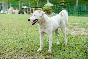 Obraz premium A happy stray dog found on a farm 