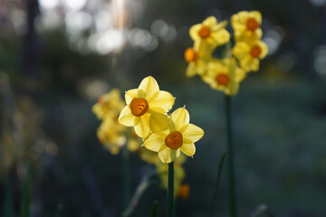Yellow and orange Jonquil flowers, bokeh background, sunlight