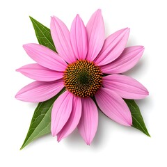Obraz premium Vibrant Pink Echinacea Flower Blooms with Spiky Center Immune Booster Plant on White Background