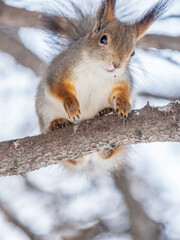 The squirrel sits on a branches without leaves in the winter or autumn