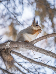 The squirrel with nut sits on tree in the winter or late autumn