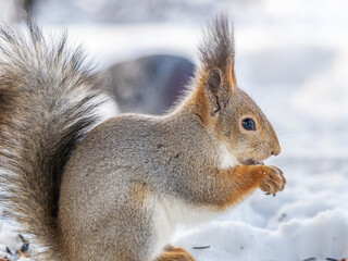 The squirrel in winter sits on white snow.