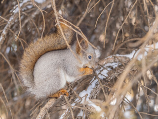 The squirrel with nut sits on tree in the winter or late autumn