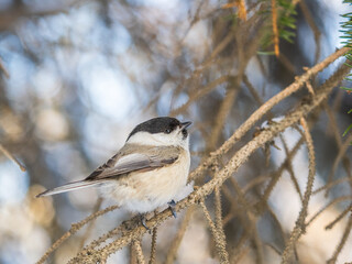 Cute bird the willow tit, song bird sitting on a branch without leaves in the winter.