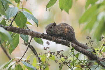 Hoary-bellied Himalayan Squirrel (Callosciurus pygerythrus) in its habitat. The Hoary-bellied Himalayan Squirrel is a small, arboreal mammal with greyish fur, found in Himalayan forests.