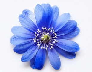Obraz premium Blooming a spring blue flower isolated on white background.