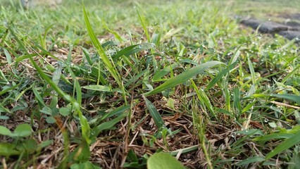 a close up of a patch of grass with a small number of drops of water on it