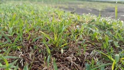 a close up of a patch of grass with a small number of drops of water on it