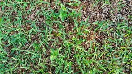 green grass in the garden