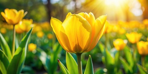 Obraz premium Vibrant yellow tulip blooming in a garden on a sunny day, tulip, Cilesta, spring, flowers, sun, garden, Tulipa, Liliaceae