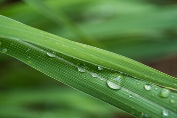 Naklejka premium Dewdrops on a Lemongrass Blade.