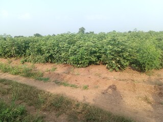 Fototapeta premium rows of vines