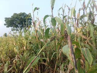 Fototapeta premium corn field with sky