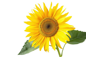 Obraz premium Transparent Sunflower: A Golden Burst of Sunshine