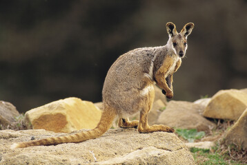 Naklejka premium Yellow-footed rock Wallaby in outback South Australia.