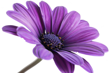 Transparent Purple Flower Petals - A Close-Up Look