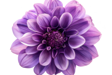 Purple Dahlia Flower - Transparent Background - Isolated Floral Macro