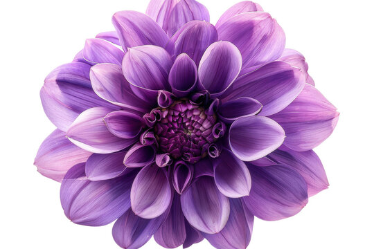 Purple Dahlia Flower - Transparent Background - Isolated Floral Macro