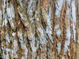 Obraz premium Close-up texture of a tree bark with a combination of brown and grey colors, showing detailed patterns and cracks.