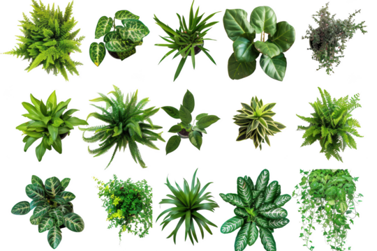 Transparent Green Foliage: Top View Collection for Design & Decoration
