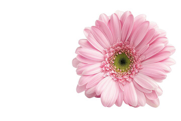 Transparent Pink Gerbera Daisy Isolated On Black Background