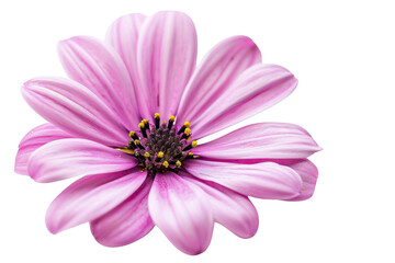 Transparent Pink Flower with Black Background