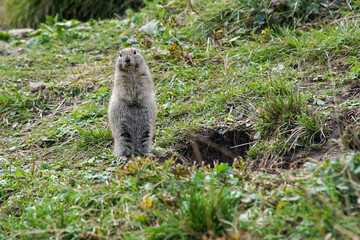 A gopher stands on the ground near his burrow. The gopher came out of his hiding place and stood on his hind legs.