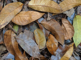 A close-up of dry leaves on the forest floor in various shades of brown and green.