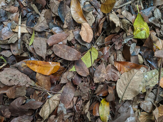 A close-up of dry leaves on the forest floor in various shades of brown and green.