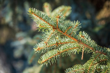 Fir branch with needles in the sunset light