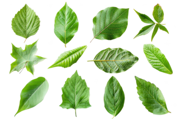 Transparent Green Leaves Isolated On Black Background