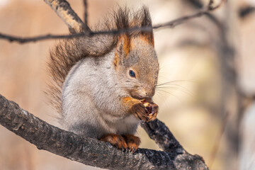 The squirrel with nut sits on tree in the winter or late autumn