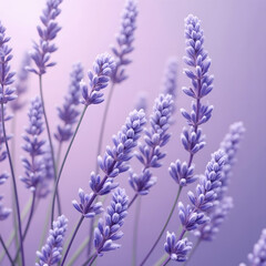 Naklejka premium lavender flowers