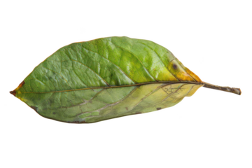Transparent Leaf Texture: A Detailed Look into the Inner Workings of a Leaf