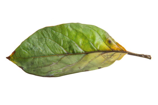 Transparent Leaf Texture: A Detailed Look into the Inner Workings of a Leaf