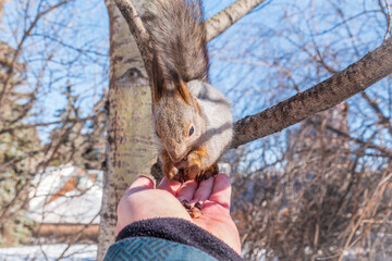 Squirrel eats nuts from a man's hand. Caring for animals in winter or autumn.