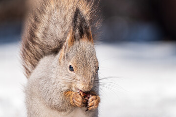 Obraz premium The squirrel in winter sits on white snow.