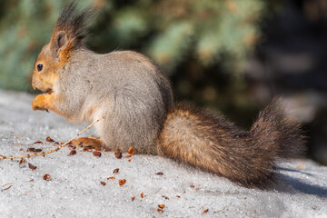 The squirrel in winter sits on white snow.
