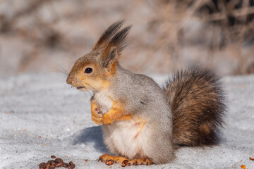 The squirrel in winter sits on white snow.