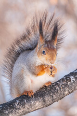 The squirrel with nut sits on tree in the winter or late autumn