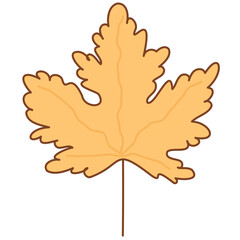 Obraz premium Maple leaf