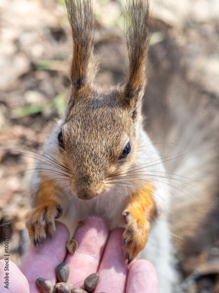 Canvas Prints A squirrel in the spring or autumn eats nuts from a human hand. Eurasian red squirrel, Sciurus vulgaris